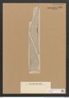 Amphora rhombica Kitton. (de-Toni-Nr.: Genus 36, Species 1675) Zeichnungen Sammlung Grunow Nr. 3224 (NHMW-BOT-W0370682)